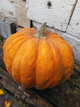 Orange pumpkin close up Stock Photos
