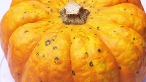 Orange pumpkin close-up. vegetable pumpkin rotates Stock Footage 220317605