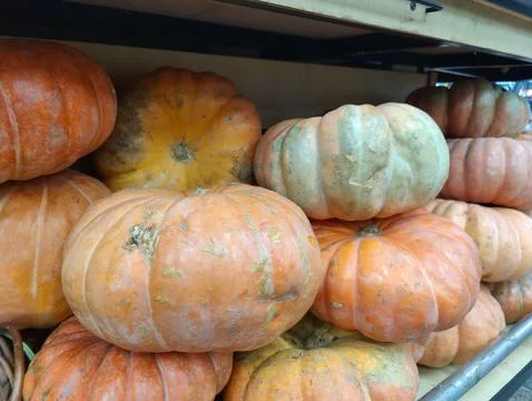 Orange pumpkin on display Stock Photos