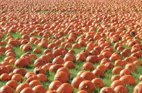 Orange Pumpkin Field. Stock Photos