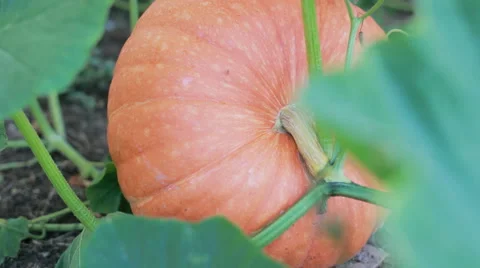 Orange pumpkin in the garden Stock Footage 68027041