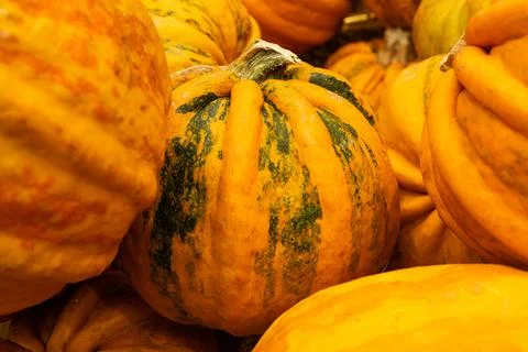Orange pumpkin with green patterns close-up. Stock Photos