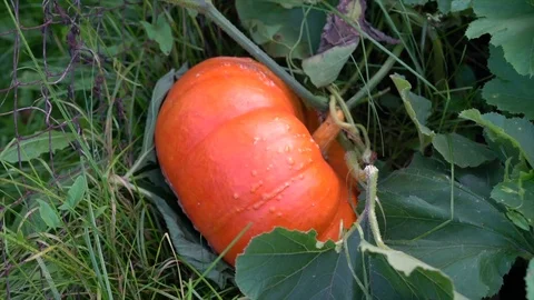 Orange pumpkin grows on the bed. close-up 스톡 동영상 79511971