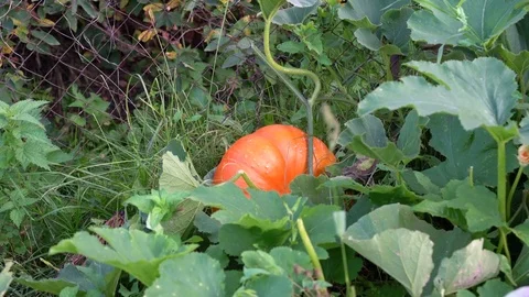 Orange pumpkin grows on the bed. Video stock 79456040