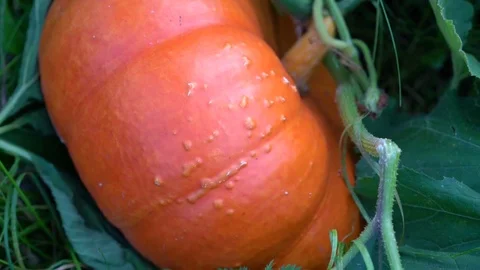 Orange pumpkin grows on the bed. 库存影片 79511982