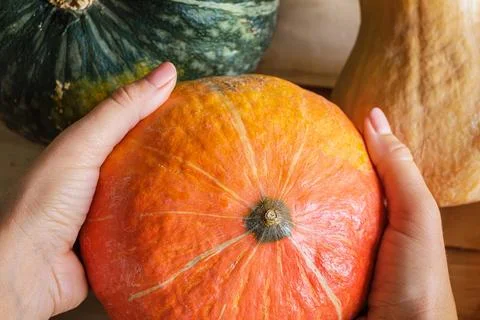 Orange pumpkin in hand on background of multicolored pumpkins. Stock Photos