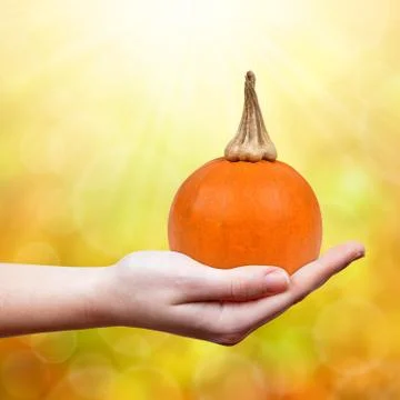 Orange pumpkin in hand Stock Photos