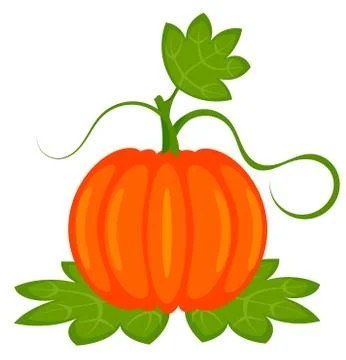 Orange pumpkin with leaves isolated. vector illustration Stock Illustration