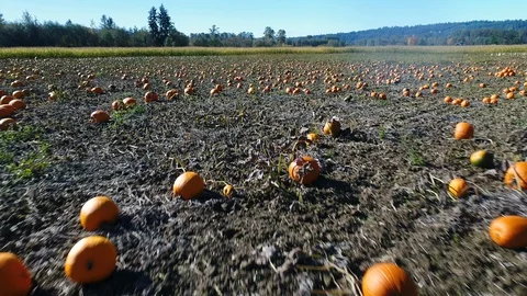 Orange Pumpkin Patch Aerial Drone Flyover Stock Footage 93528373
