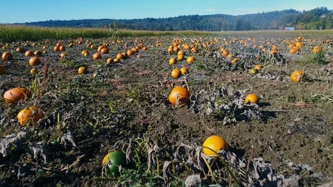 Orange Pumpkin Patch Autumn Harvest Drone Aerial Stockbeeldmateriaal 93527663