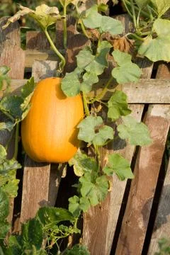 Orange pumpkin 스톡 사진