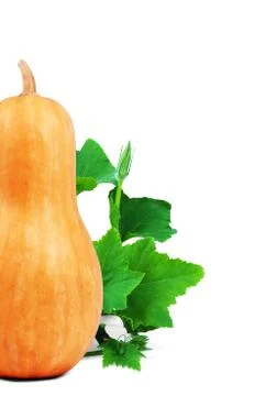 Orange pumpkin Stock Photos