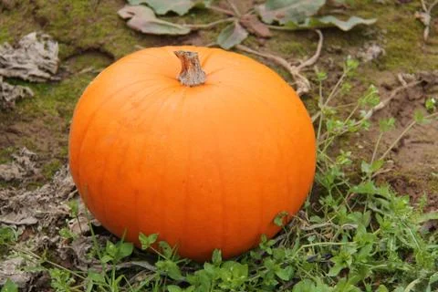 Orange Pumpkin. Stock Photos