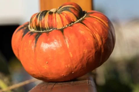 Orange Pumpkin. Foto stock