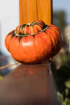 Orange Pumpkin. 스톡 사진