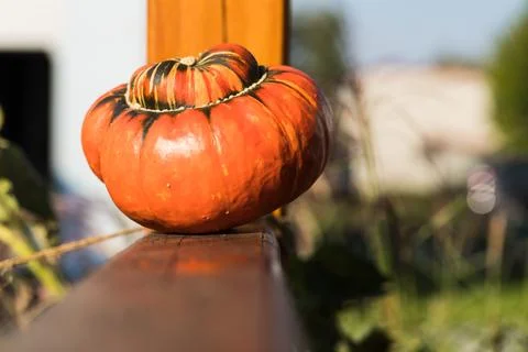 Orange Pumpkin. 스톡 사진