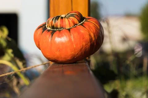 Orange Pumpkin. Foto stock