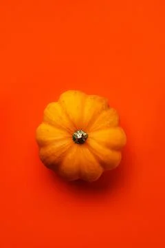 Orange pumpkin on a red background Stock Photos