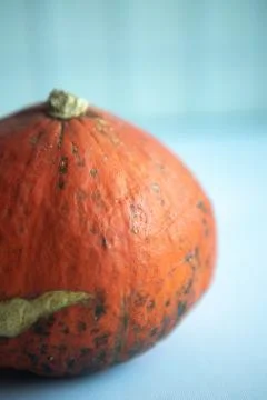 Orange pumpkin with a root white background Foto stock