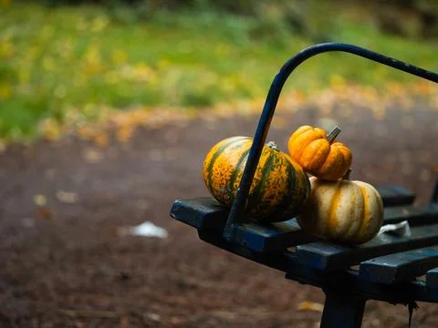 Orange Pumpkin squash on park bench Foto stock