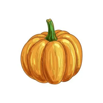 Orange pumpkin with stem isolated raw gourd squash Illustrazione stock