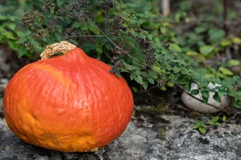 Orange pumpkin on a stone platform on foreground and green herbs like marjora Stock Photos