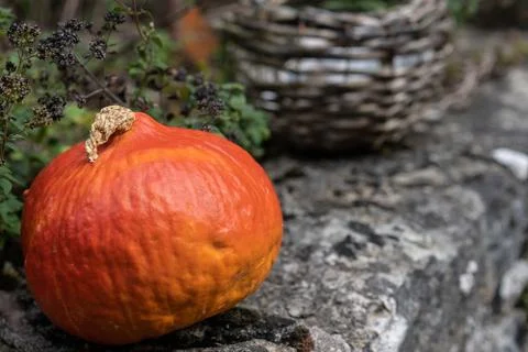 Orange pumpkin on a stone platform on foreground with green herbs and basket Stock Photos