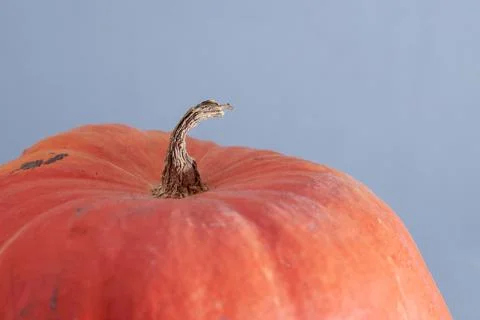 Orange pumpkin with a tail. On a gray background. Close-up. 스톡 사진