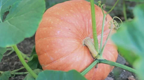 Orange pumpkin in the vegetable garden Stock Footage 68027279