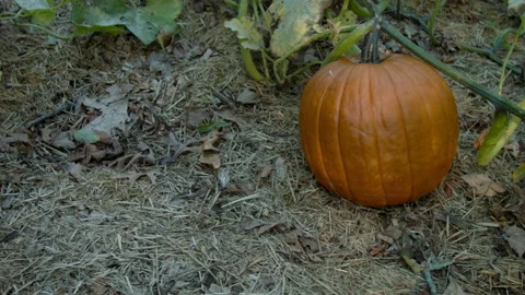 Orange Pumpkin on Vine in Patch, Field, Farming, Garden Stock Footage 138391648