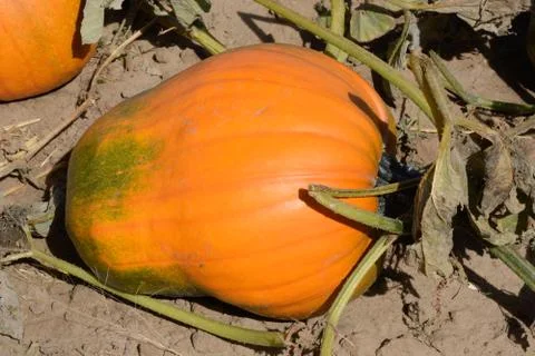 Orange pumpkin on the vine Stock Photos