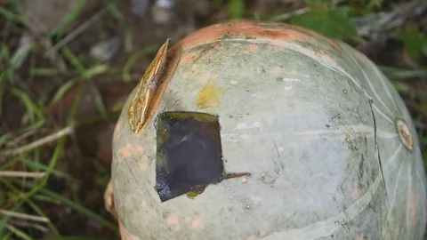 Orange Pumpkin violently explodes after being struck by a high power rifle Vídeos de archivo 83033617