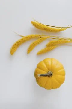 Orange pumpkin on a white background Stock Photos