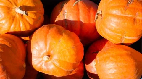 Orange pumpkins 3 Stock Photos