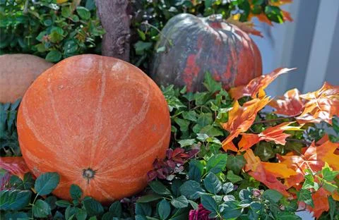 Orange pumpkins and maple leafs. Autumn pumpkins harvest. Stock Photos
