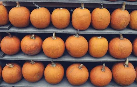 Orange Pumpkins Arranged Stock Photos