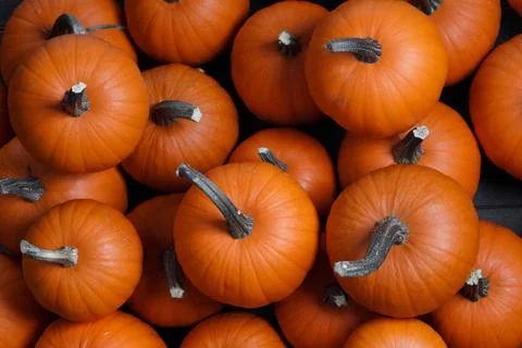 Orange pumpkins background Stock Photos