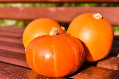 Orange pumpkins on a bench against the background of green grass in the sun Stock Photos