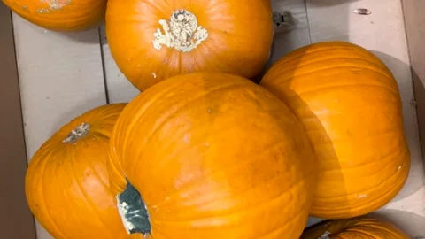 Orange pumpkins in box Stock Footage 288631007