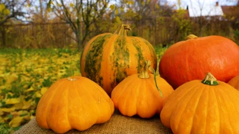 Orange pumpkins on burlap in the fall garden. Autumn still life for Halloween Stock Footage 214381699