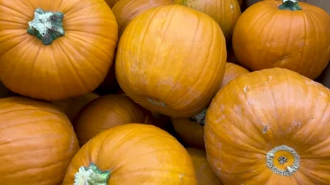Orange pumpkins in cardboard box in top view Stock Footage 300593025