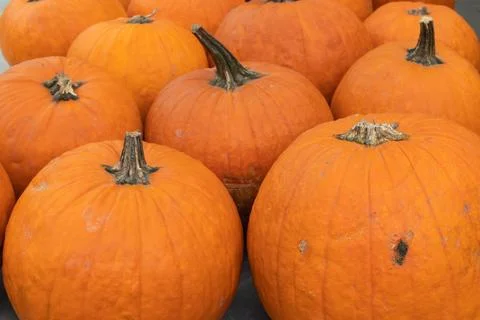 Orange pumpkins close-up Stock Photos