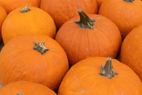 Orange pumpkins close-up Stock Photos