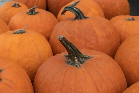 Orange pumpkins close-up Stock Photos