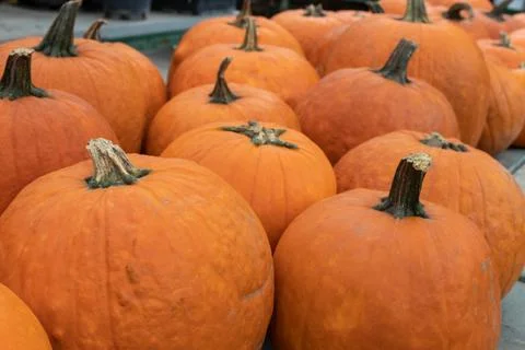Orange pumpkins close-up Stock Photos