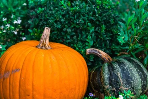 Orange pumpkins as a decoration Stock Photos