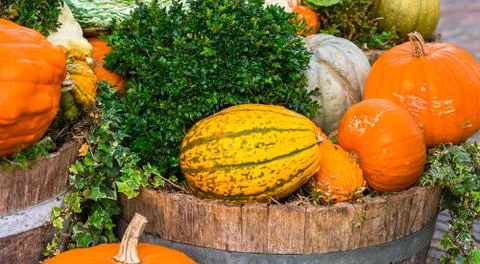 Orange pumpkins as a decoration Stock Photos