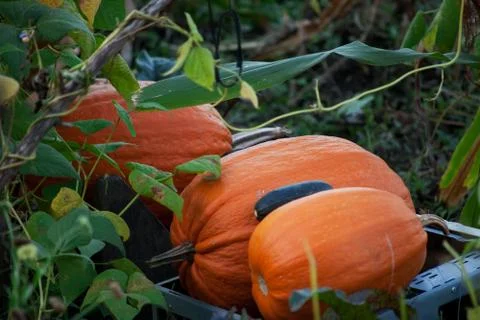 Orange pumpkins of different size Stock Photos