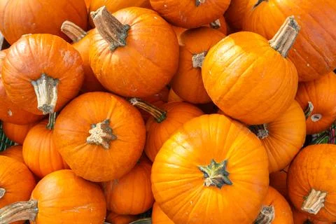 Orange pumpkins displaying vibrant fall harvest and Halloween spirit Stock Photos