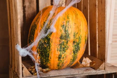 Orange pumpkins with fall leaves with artificial cobweb. Stock Photos